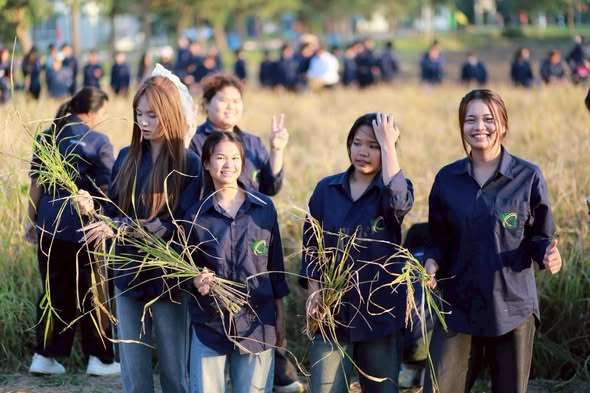 รวมพลัง “ลูกพิบูล” ลงแขกเกี่ยวข้าว “ปลูกวันแม่ เกี่ยววันพ่อ” สืบสานศาสตร์พระราชา ณ ทุ่งนาสาธิต มรพส. ส่วนทะเลแก้ว