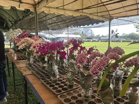 กล้วยไม้พันธุ์ช้าง พระเอกของกิจกรรมเกษตรแฟร์…ซึ่งเป็นช่อที่จะถูกส่งเข้าประกวด Best Of Chang เริ่มทยอยส่งมาแล้ว
